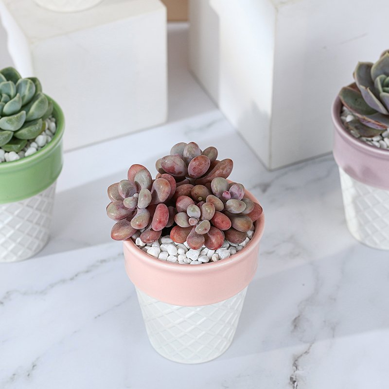 ice cream ceramic decorative plan/flower pot 冰激凌陶盆 ice cream ceramic decorative plan/flower pot 冰激凌陶盆