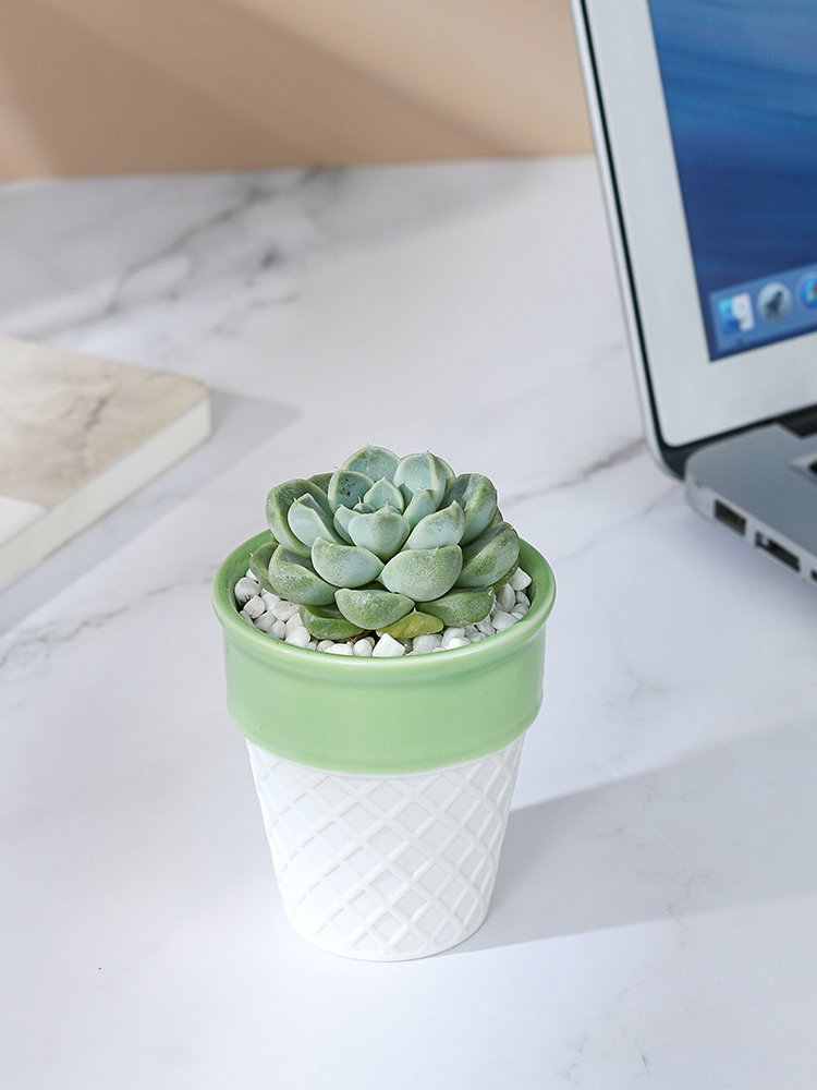 ice cream ceramic decorative plan/flower pot 冰激凌陶盆 ice cream ceramic decorative plan/flower pot 冰激凌陶盆
