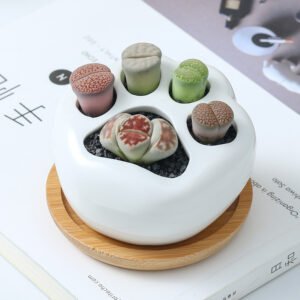 Home cat claw ceramic decorative plan/flower pot 猫爪陶盆