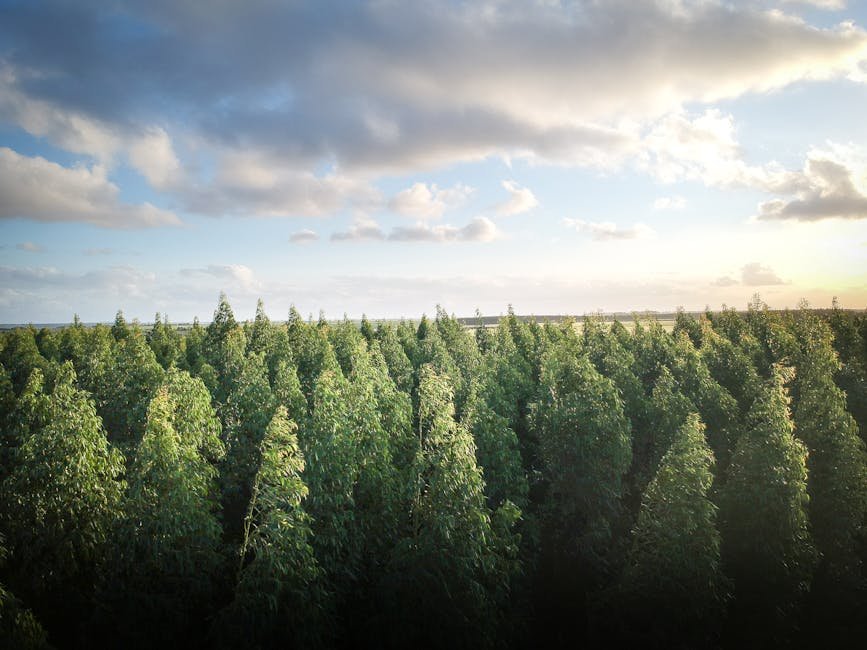 Home Aerial view of a dense eucalyptus forest under a bright sky in Taperoá, Brazil.
