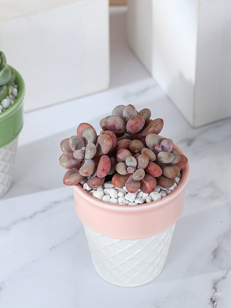 ice cream ceramic decorative plan/flower pot 冰激凌陶盆 ice cream ceramic decorative plan/flower pot 冰激凌陶盆