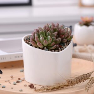 Home heart shapped ceramic decorative plan/flower pot 心型陶盆